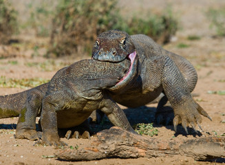 Fototapeta premium Komodo dragons eat their prey. Indonesia. Komodo National Park. An excellent illustration.