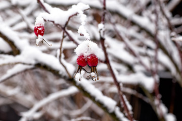 wild rose on the branch