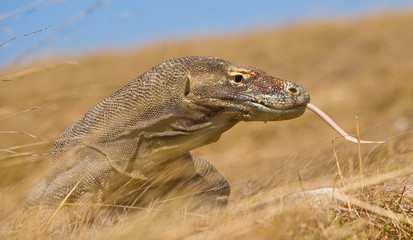 Portrait of a Komodo Dragon. Close-up. Indonesia. Komodo National Park. An excellent illustration.