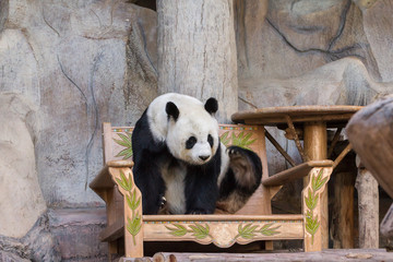 Obraz premium Giant panda bear