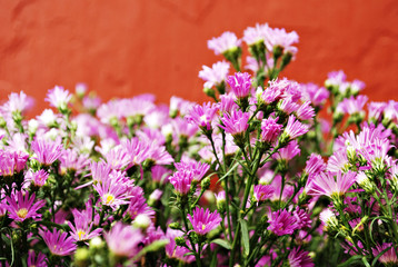 Bunch of Pink Flowers