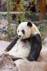 Cercles muraux Panda Giant panda bear