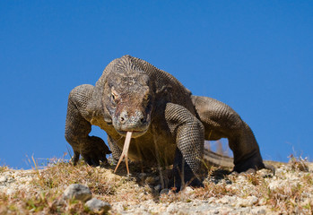 Komodo dragon is on the ground. Interesting perspective. The low point shooting. Indonesia. Komodo National Park. An excellent illustration.