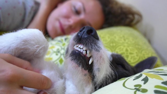 Girl and Dog Comfortably Sleeping in Bed