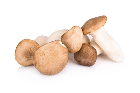 King Oyster mushroom on white backgroud.
