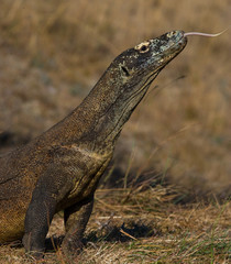 Komodo dragon is on the ground. Interesting perspective. The low point shooting. Indonesia. Komodo National Park. An excellent illustration.