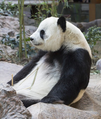 Fototapeta premium Panda bear eating bamboo