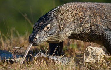 Portrait of a Komodo Dragon. Close-up. Indonesia. Komodo National Park. An excellent illustration.