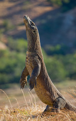 Komodo dragon is standing upright on their hind legs. Interesting perspective. The low point shooting. Indonesia. Komodo National Park. An excellent illustration.