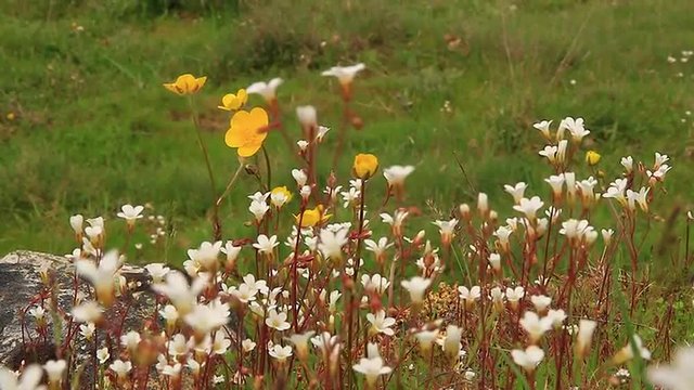 Florecillas Silvestres Blancas y Amarillas
 - Detalle de flores silvestres de color blanco ( Saxifraga ) y amarillo ( Ranunculus ) meciendose con el viento, 