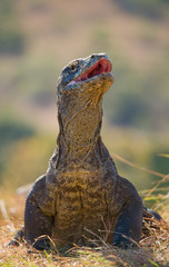 Komodo dragon is on the ground. Interesting perspective. The low point shooting. Indonesia. Komodo National Park. An excellent illustration.