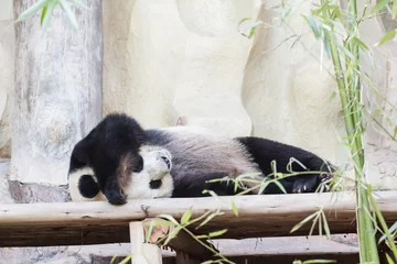 Cercles muraux Panda Ours panda géant