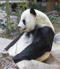 Obraz na płótnie Canvas Panda bear eating bamboo