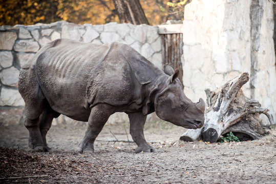 rhinoceros at the zoo
