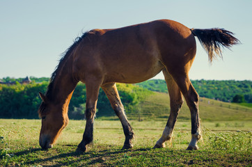 brown horse eating green grass and swish tail
