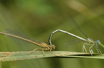 couple de demoiselles
