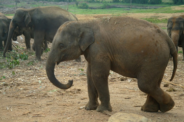 Asian Elephants, Sri Lanka