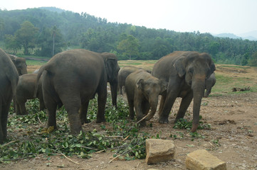 Fototapeta na wymiar Asian Elephants, Sri Lanka