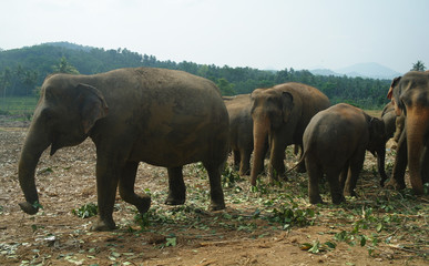 Asian Elephants, Sri Lanka