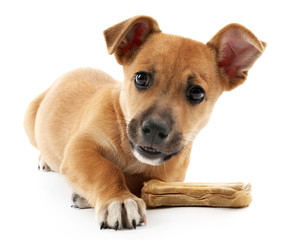 Obraz premium Puppy with toy bone isolated on white