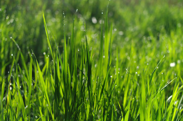  green grass field suitable for backgrounds or wallpapers