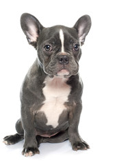 puppy french bulldog