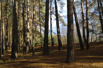 Fototapeta premium Autumn forest in the morning mist