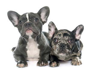 puppies french bulldog