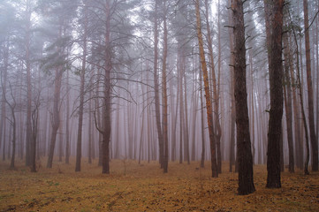 Autumn forest in the morning mist