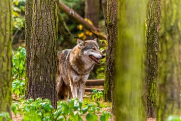 Selbstklebende Fototapete Wolf Wolf
