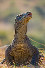 Komodo dragon is on the ground. Interesting perspective. The low point shooting. Indonesia. Komodo National Park. An excellent illustration.