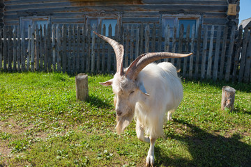Beautiful goat with big horns on a village street