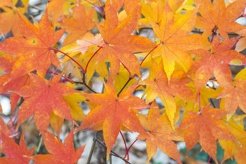 Japanese Maple Acer palmatum