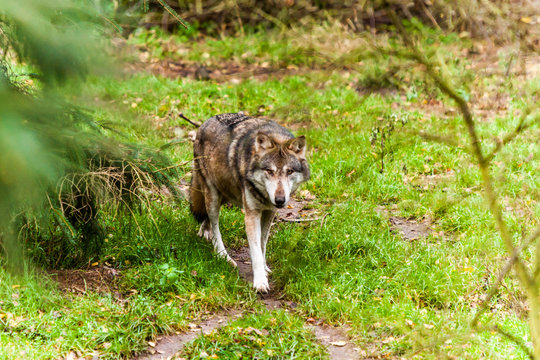 wolf