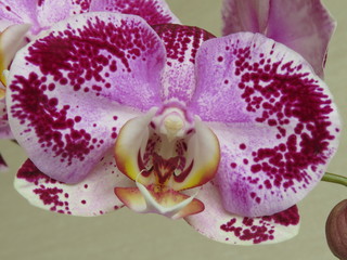 The structure of Orchid flower Phalaenopsis