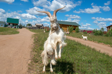 Goat with big horns attacks