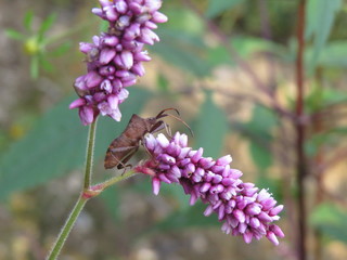 Wood shield - bug ( Palomena prasina )