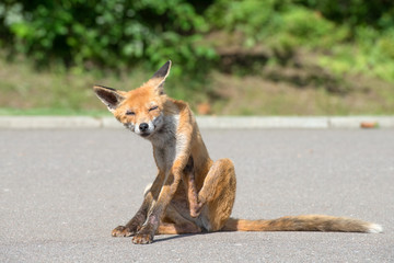 Young fox scratched and takes a bite of fleas