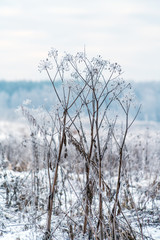 Winter Scene with Grass Covered by Snow
