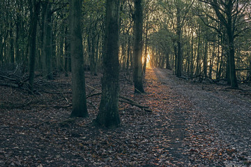 Path in autumn forest with sunbeam.