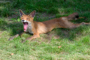 Young fox yawns lying on a mown grass