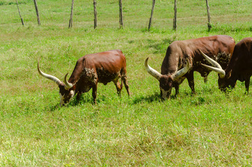 Watusi cows in farm