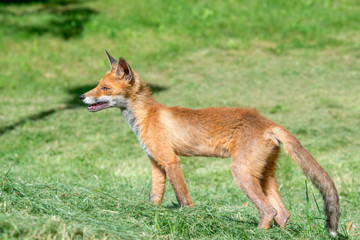 Young fox hunts  on a mown grass