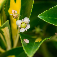 Privet Blossom