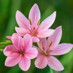 Pink Lily Group