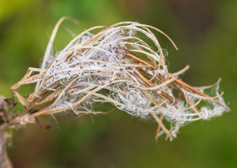 Willowherb Seeds