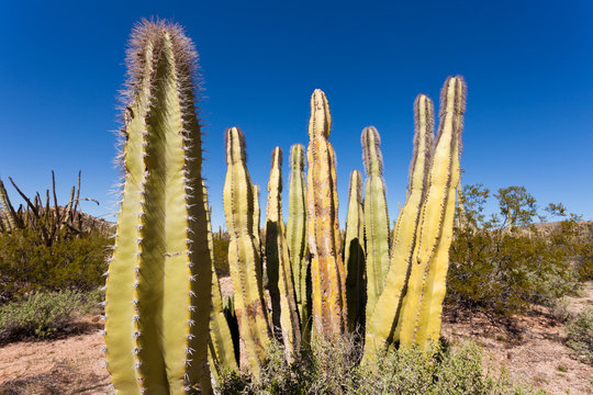 Senita Cactus Lophocereus schottii in Sonoran Desert