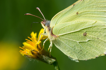 Butterfly on yellow flower collects nectar