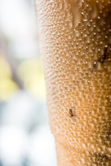 water drops on the plastic glass of iced coffee