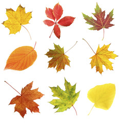 Different autumn leaves, isolated on white